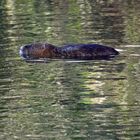 Nutria spielt Baumstamm