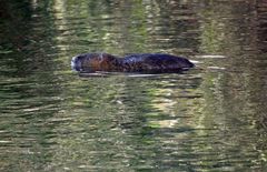 Nutria spielt Baumstamm