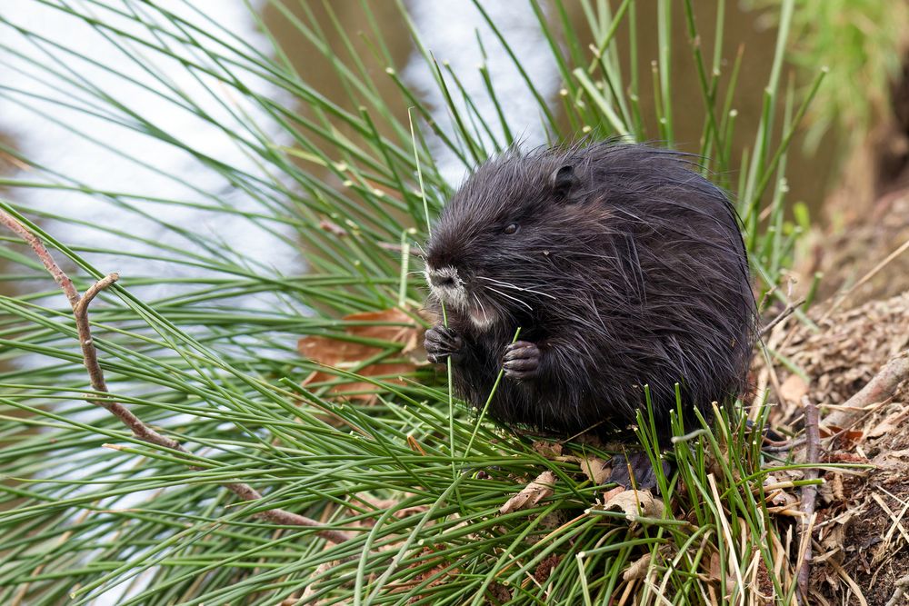 Nutria, Stäbchen - Fresser 