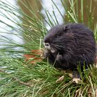 Nutria, Stäbchen - Fresser 