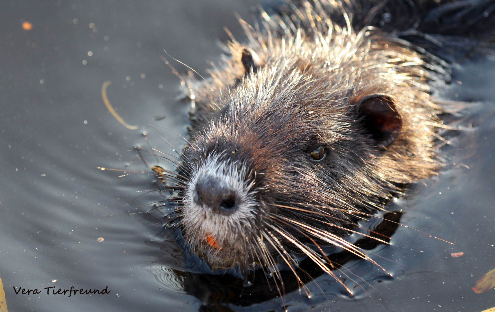 Nutria Südpark Düsseldorf