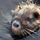 Nutria Südpark Düsseldorf