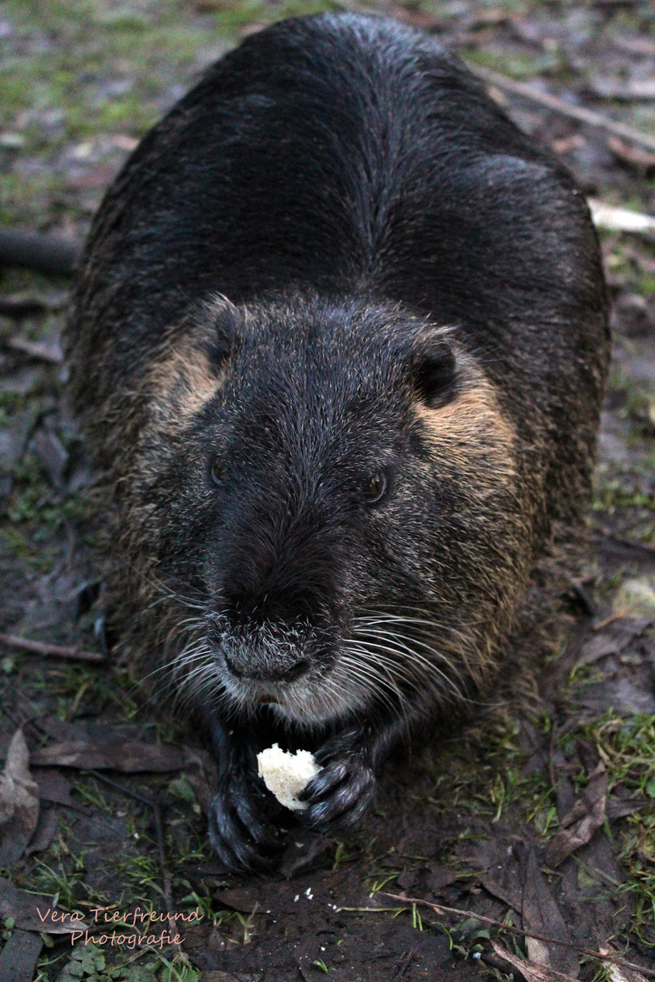 Nutria Südpark Düsseldorf Mittagspause