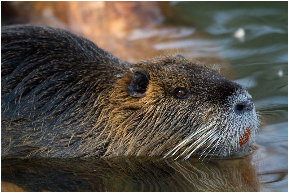 Nutria (Sumpfbiber)