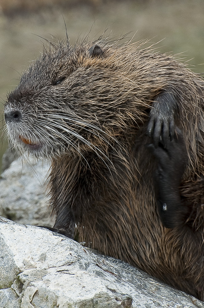 Nutria (Sumpfbiber)