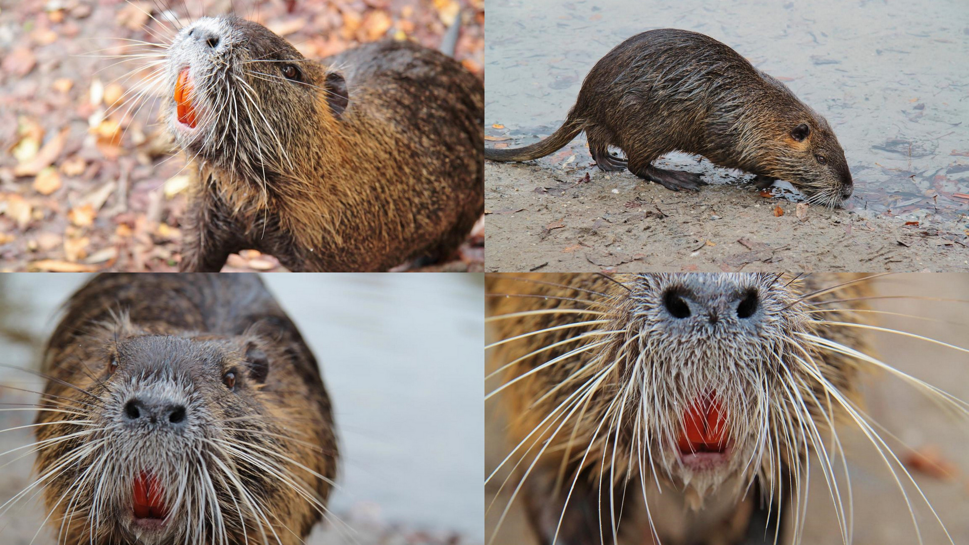 Nutria (Sumpfbiber)