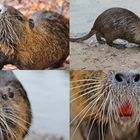 Nutria (Sumpfbiber)