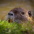 Nutria (Sumpfbiber, Biberratte)