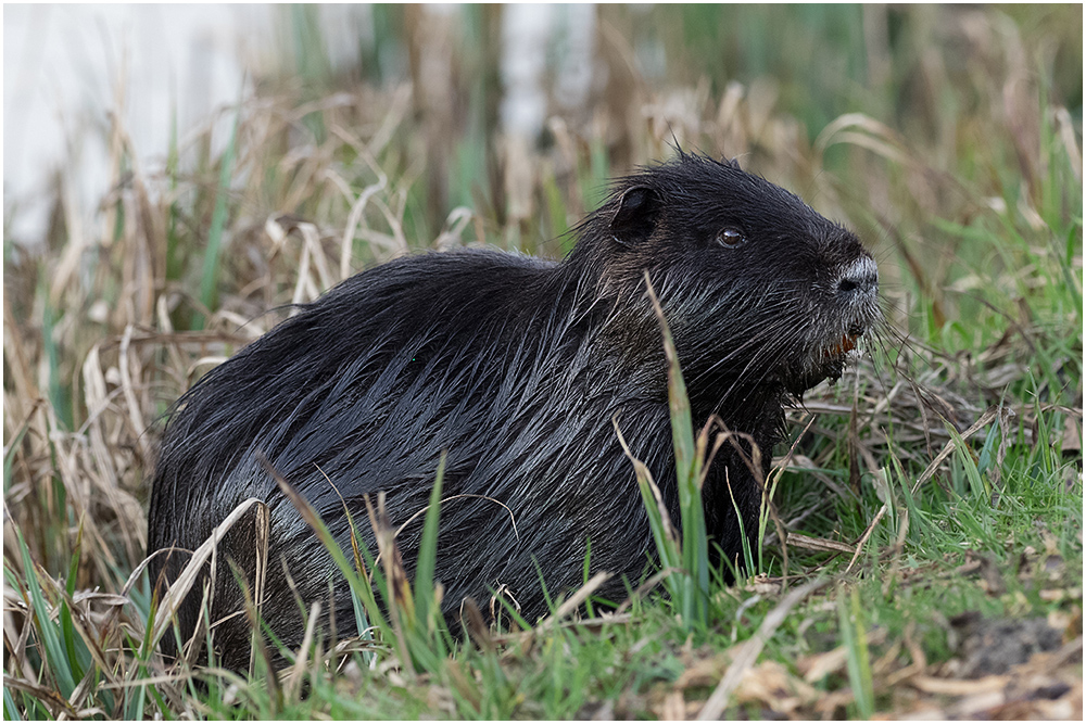 Nutria / Sumpfbiber