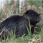 Nutria / Sumpfbiber