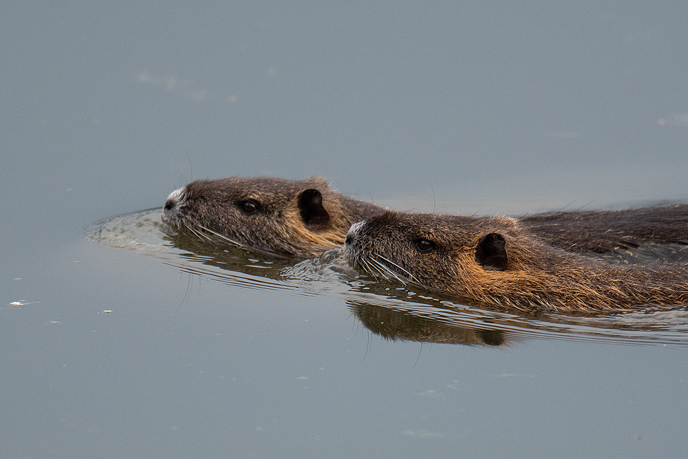 Nutria Synchronschwimmen