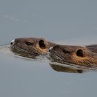 Nutria Synchronschwimmen