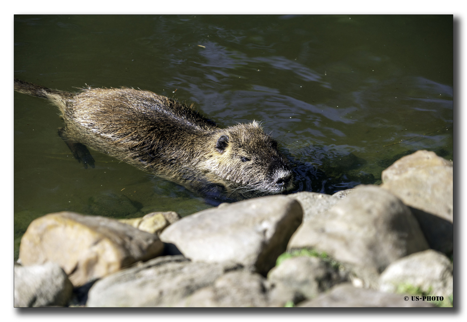 Nutria - Tierpark Essehof