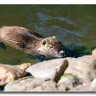 Nutria - Tierpark Essehof