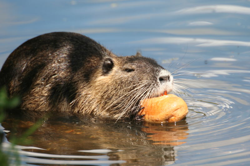 Nutria trifft Stangenweißbrot