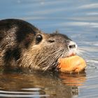 Nutria trifft Stangenweißbrot