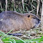 NUTRIA- Trilogie/ 1 ( aus der Lewitz )