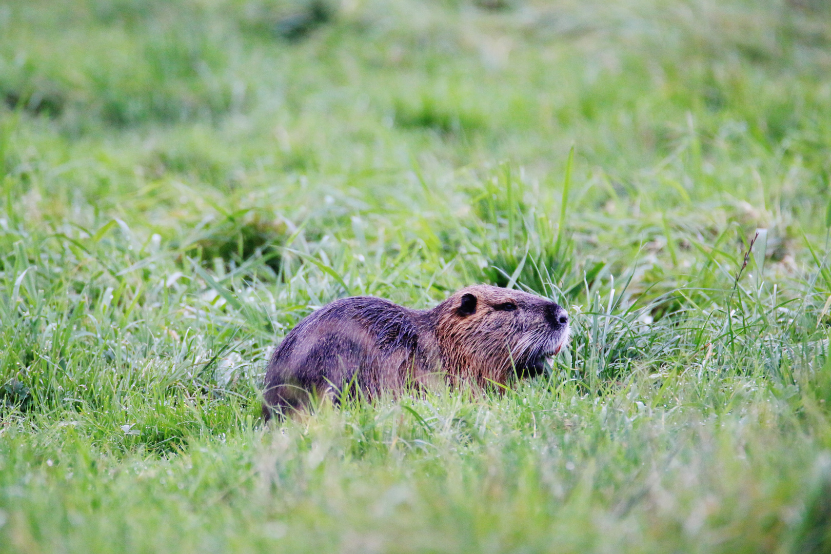 NUTRIA- Trilogie/ 2 ( aus der Lewitz )