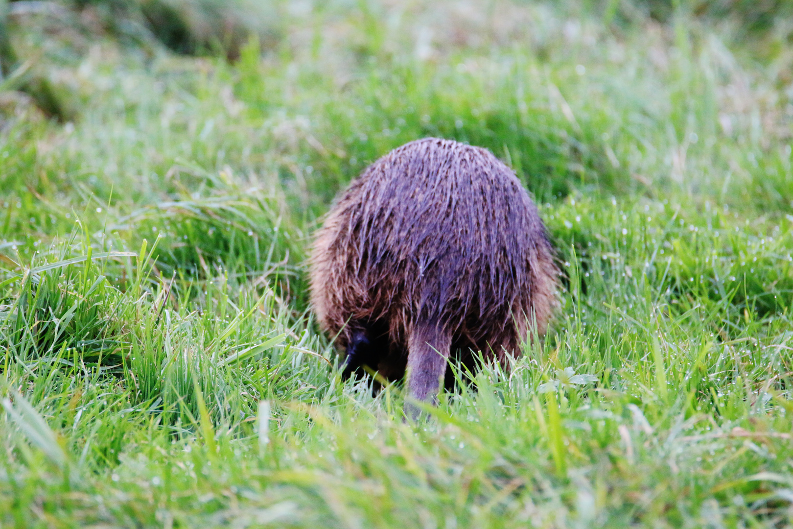 NUTRIA- Trilogie / 3 ( aus der Lewitz )