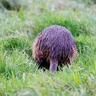 NUTRIA- Trilogie / 3 ( aus der Lewitz )