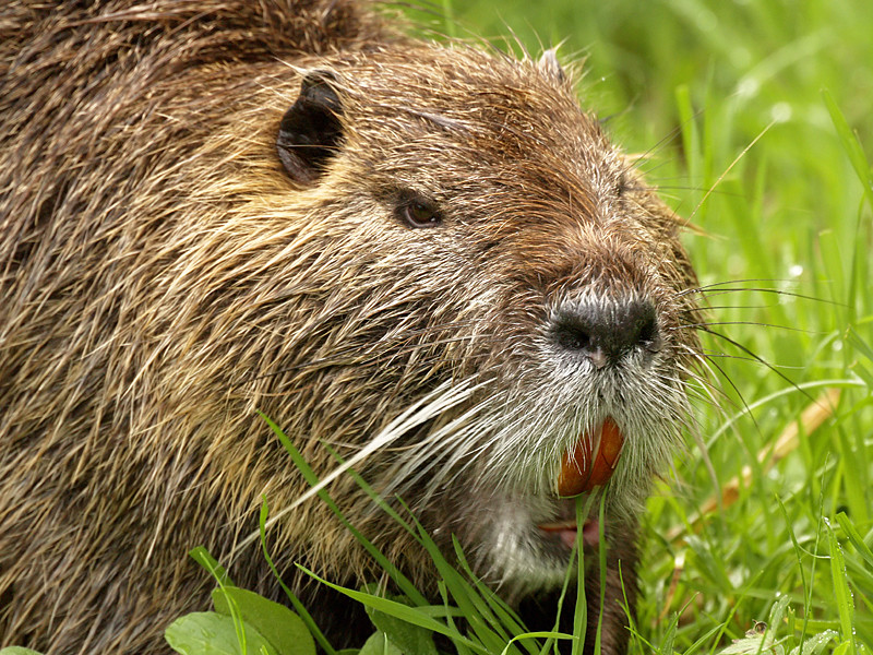 nutria, un faccia a faccia