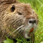 nutria, un faccia a faccia