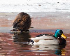 Nutria und Stockente