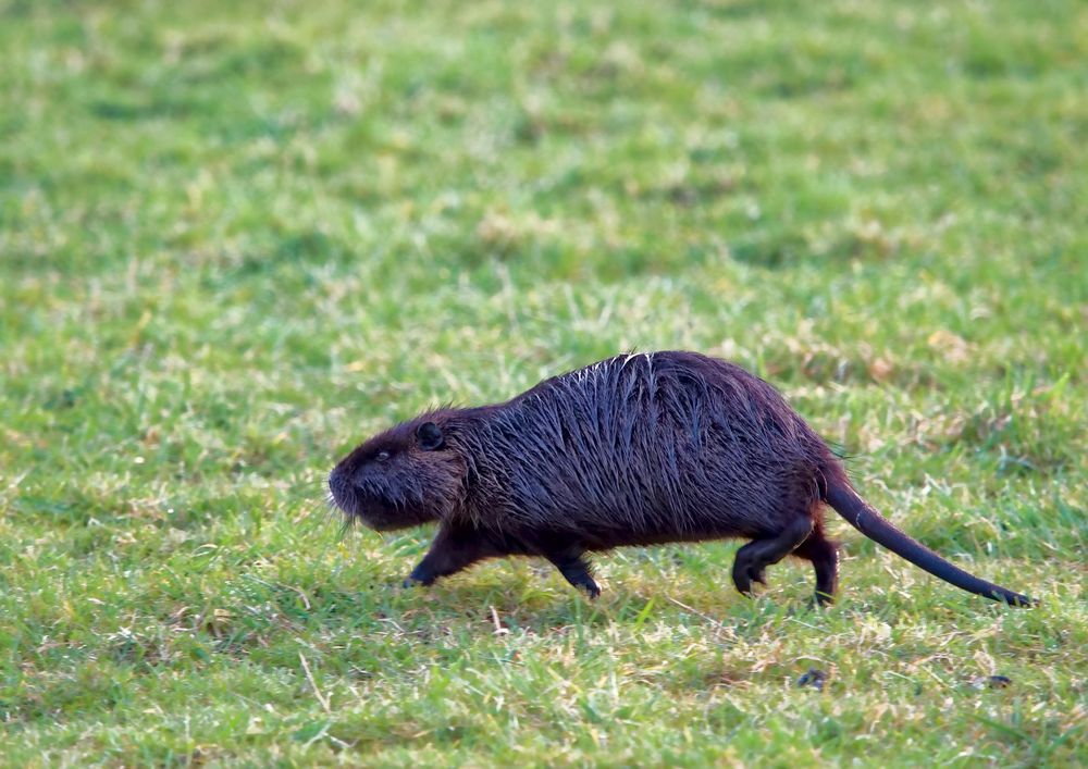 Nutria unterwegs!