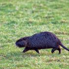 Nutria unterwegs!