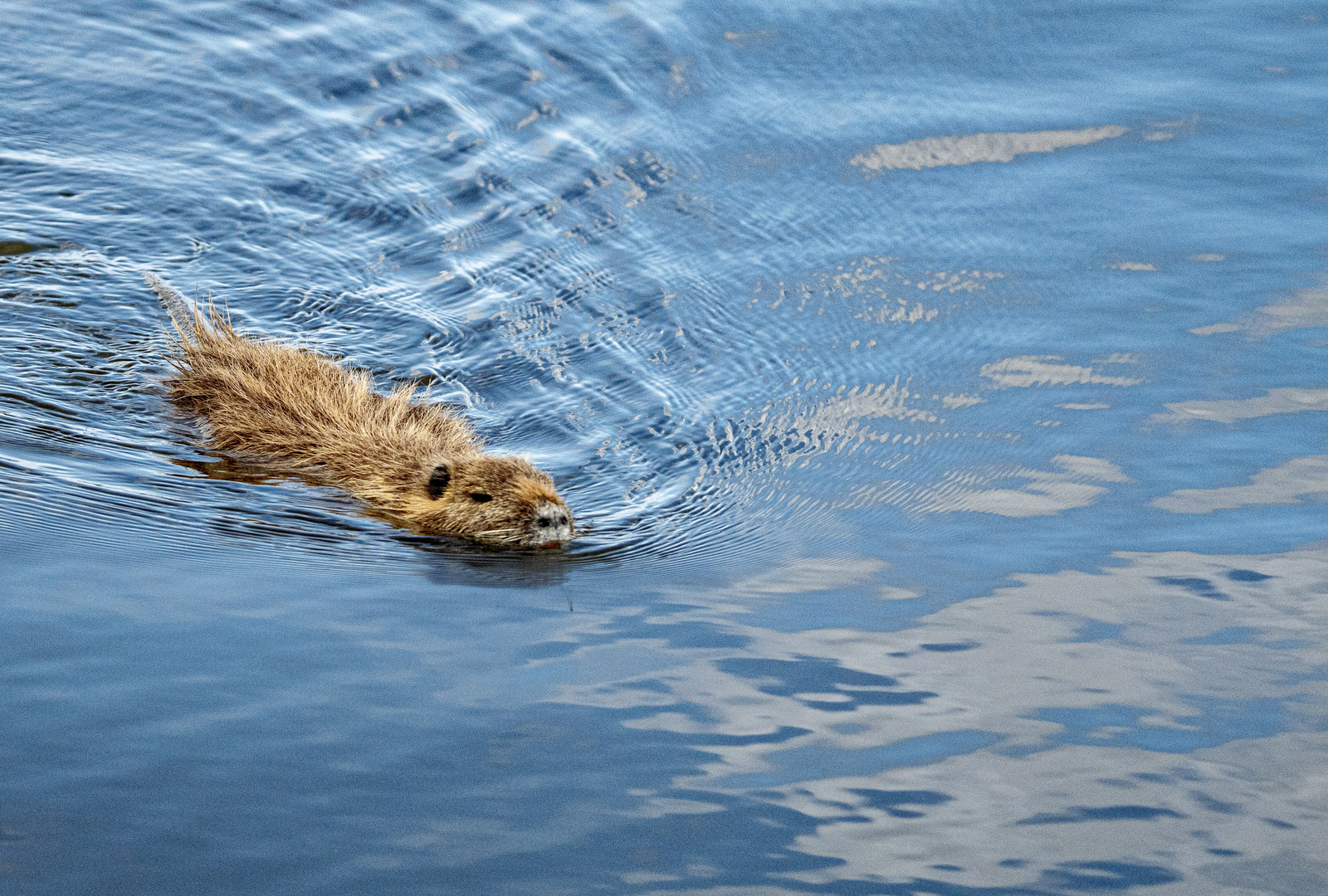 Nutria unterwegs