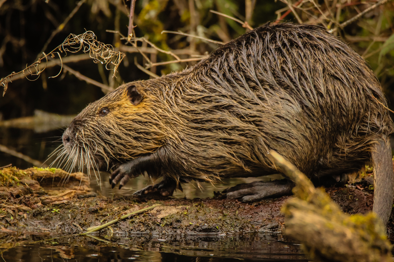 Nutria V