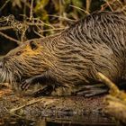 Nutria V