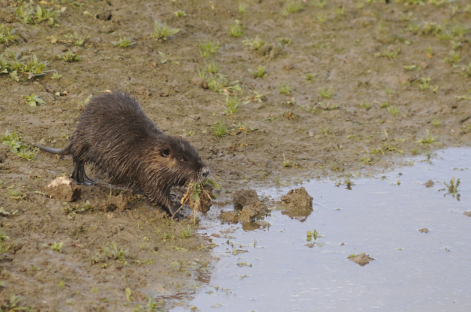  Nutria verputzt Pflanzen auf dem Grund eines weitgehend trocken gefallenen Tümpels in der Lippeaue 