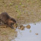  Nutria verputzt Pflanzen auf dem Grund eines weitgehend trocken gefallenen Tümpels in der Lippeaue 