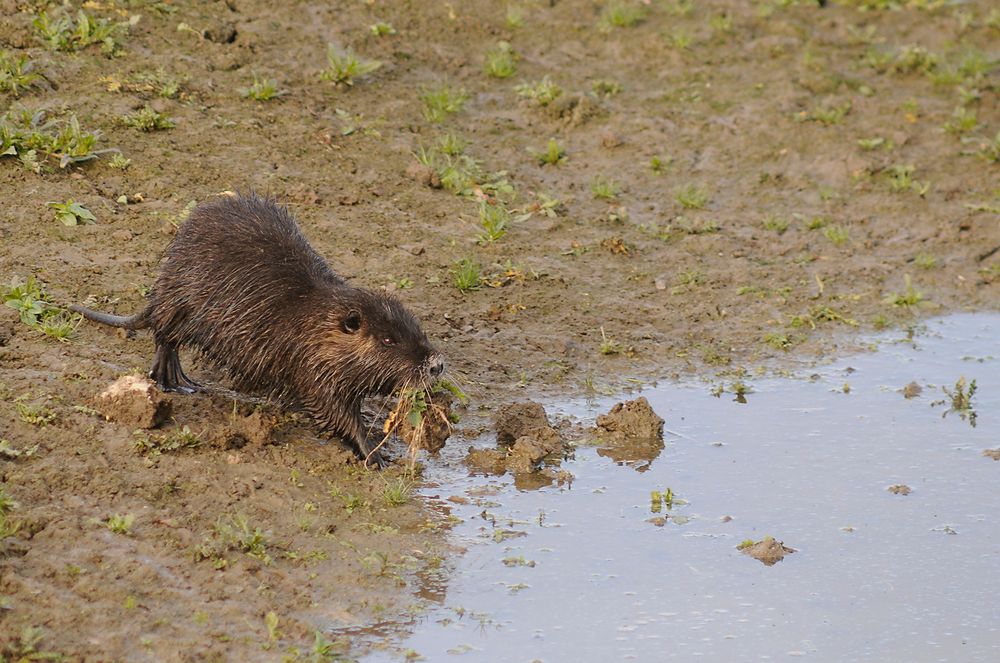  Nutria verputzt Pflanzen auf dem Grund eines weitgehend trocken gefallenen Tümpels in der Lippeaue 