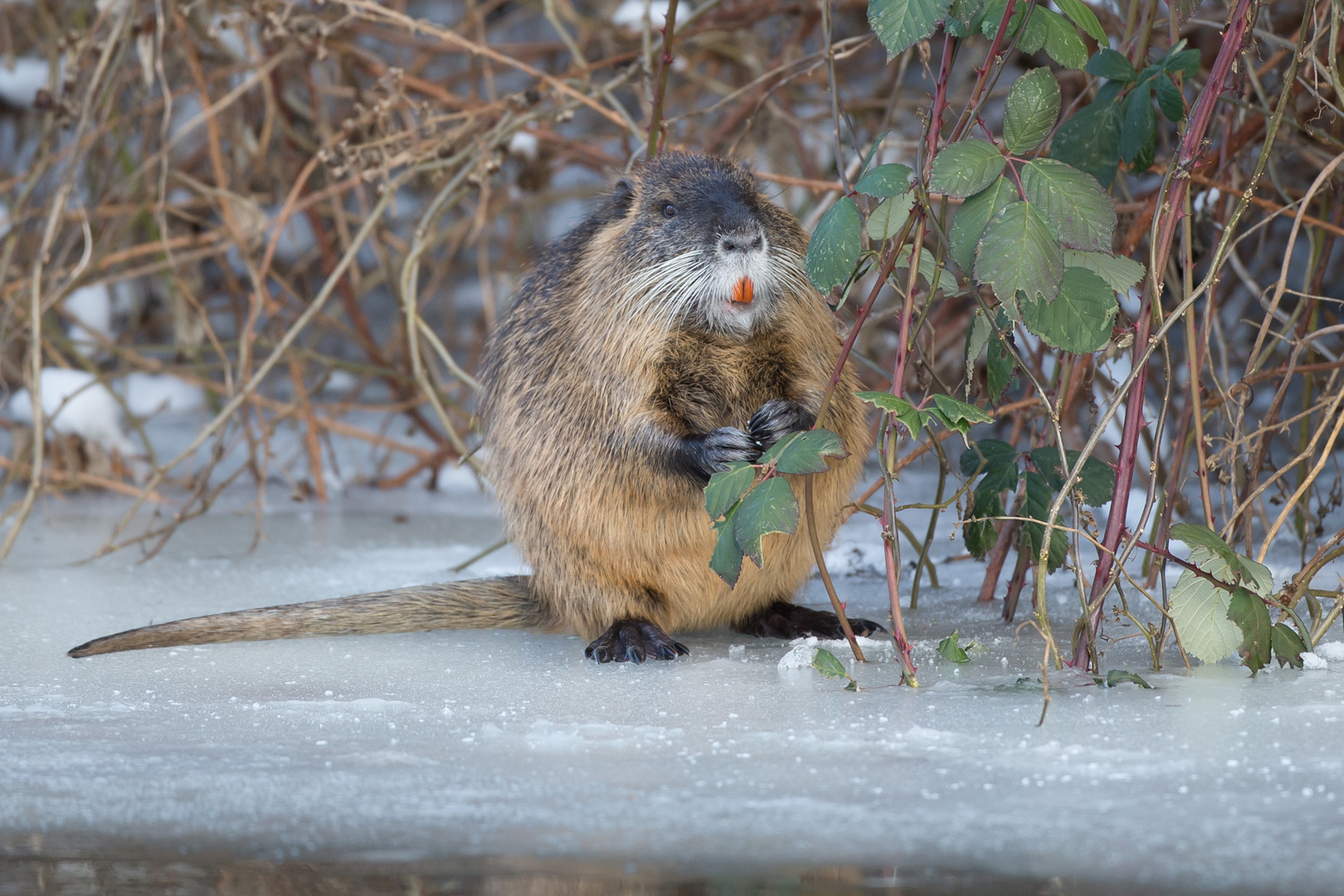 Nutria versorgt sich mit Brombeerblättern