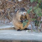 Nutria versorgt sich mit Brombeerblättern