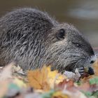 Nutria vom 8.11.2016