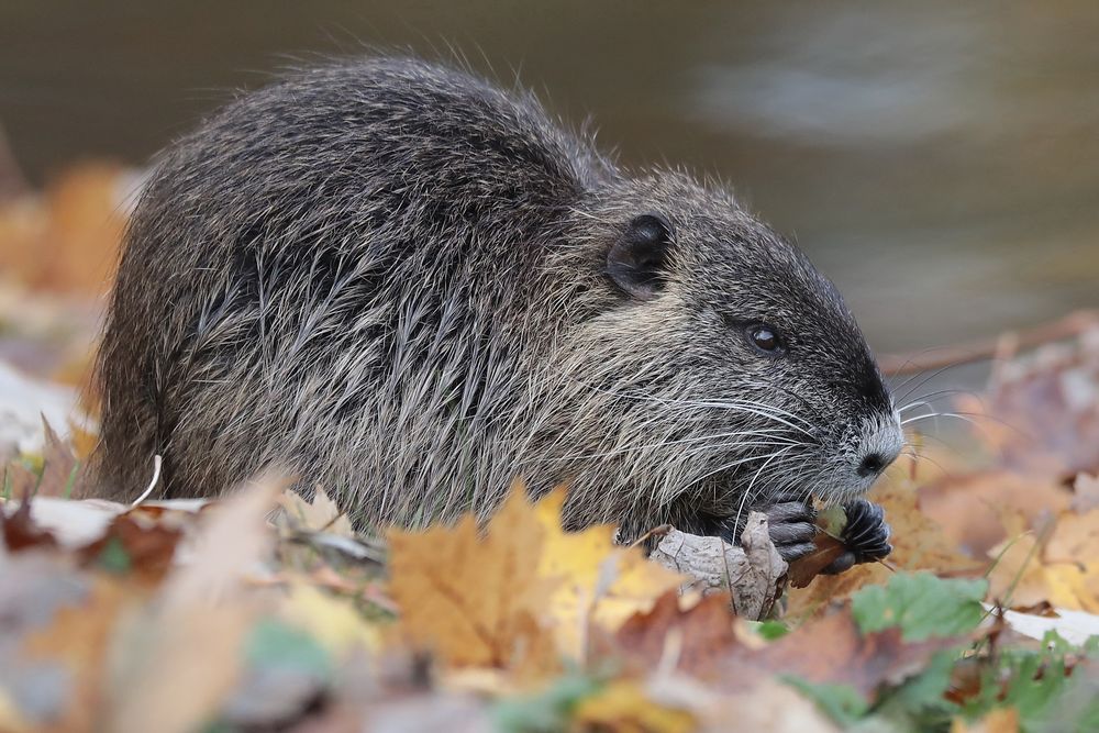 Nutria vom 8.11.2016