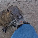 Nutria vom Samstag