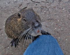 Nutria vom Samstag