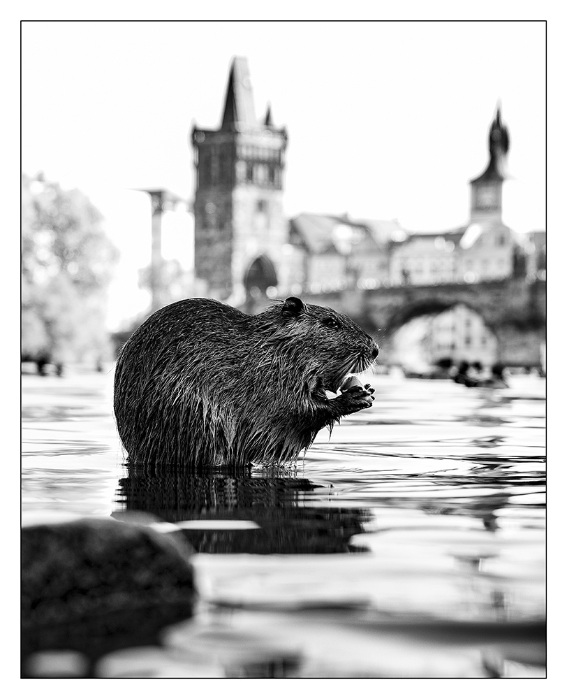 Nutria vor der Karlsbrücke