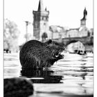 Nutria vor der Karlsbrücke