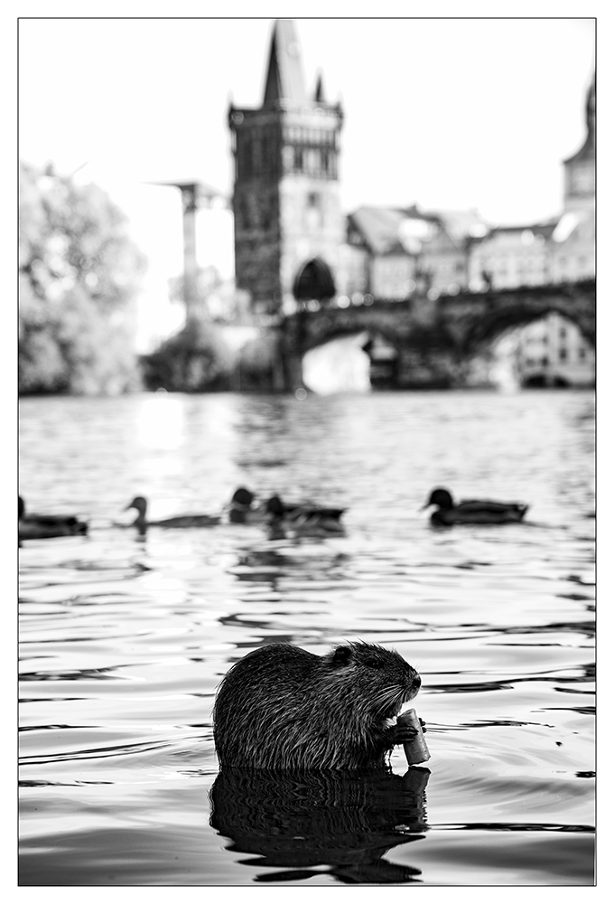 Nutria vor/an der Karlsbrücke