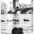 Nutria vor/an der Karlsbrücke