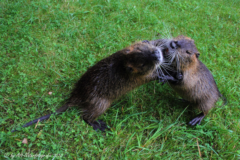 Nutria vs. Nutria