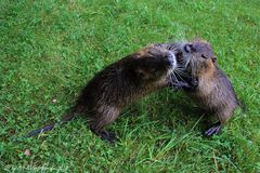 Nutria vs. Nutria