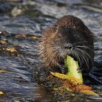 Nutria: Wassermelonenschale mit Herbstblattsalat