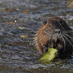 Nutria: Wassermelonenschalen – Knabbern