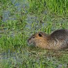 Nutria: Wiesen – Schwimmer